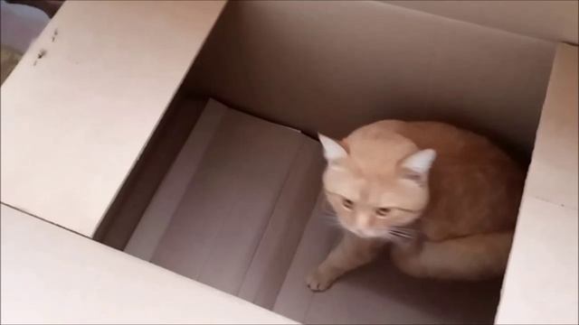 Любимая коробка смотреть онлайн