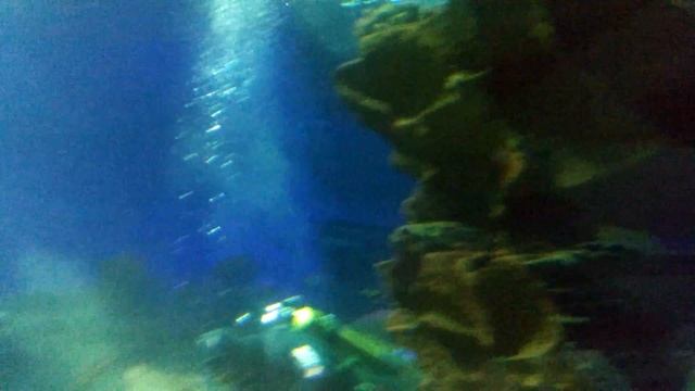 Океанариум Санкт Петербург, аквалангист дед мороз смотреть онлайн