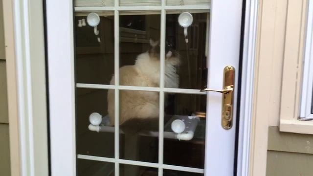 Cat Window Bed: Purrlala Cat Bed Sunny Window Perch Moved for Product Review - Floppycats смотреть онлайн