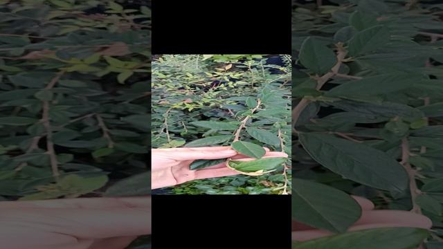 саженцы осень 2024 смотреть онлайн