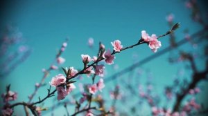 Алексей Плещеев "Весна"