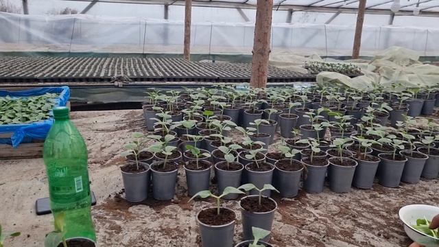 Прививка огурца (огурец на тыкве) в домашних условиях. смотреть онлайн