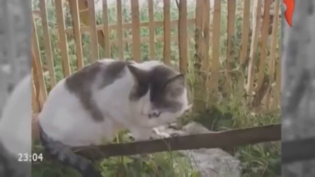 +100500 хохлы смотреть онлайн