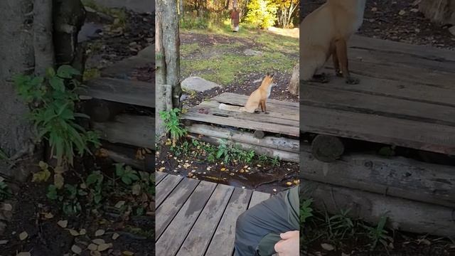 Утро начинается с лисы. Таганай смотреть онлайн