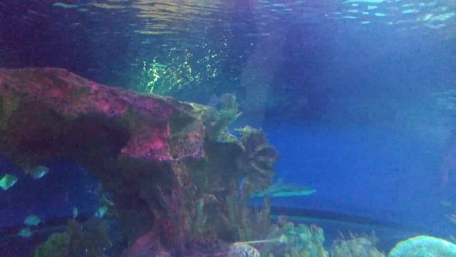 Океанариум Санкт Петербург, ч 2 смотреть онлайн