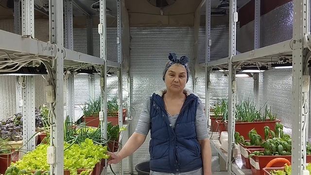Семена в подарок! Наборы семян с бесплатной доставкой! Супер выгода! смотреть онлайн