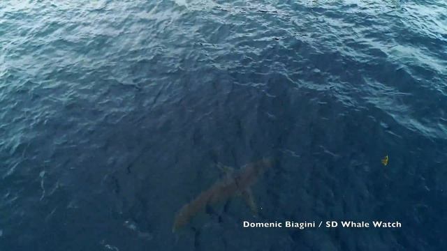 Mako Shark vs Harbor Seal смотреть онлайн