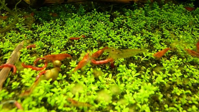Red cherry shrimp креветки смотреть онлайн
