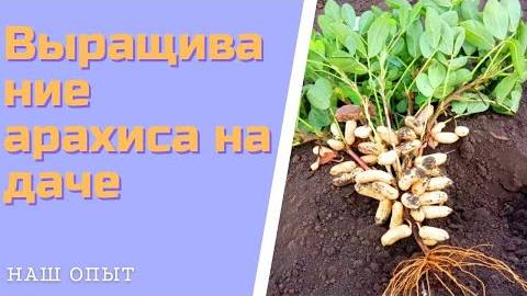 Выращивание арахиса на даче в открытом грунте