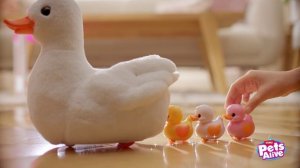 Pets-Alive-Mama-Duck