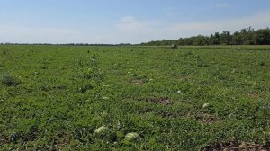 Арбузы Каристан F1 и Тамтан F1, 4 июля 2024 год, Краснодарский край.