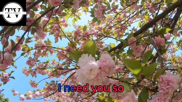Cheri Cheri Lady By Modern Talking (Lyrics) @KapetanMusicTV смотреть онлайн