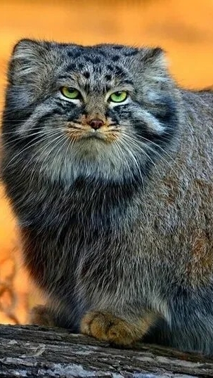 scene_output.mp4 смотреть онлайн