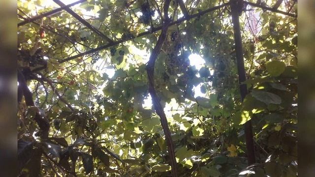 Xırdalanda aytac restoranın yanında kupçalı 4 sotda tikilmiş ev satılır.68000azn 0503160035 смотреть онлайн