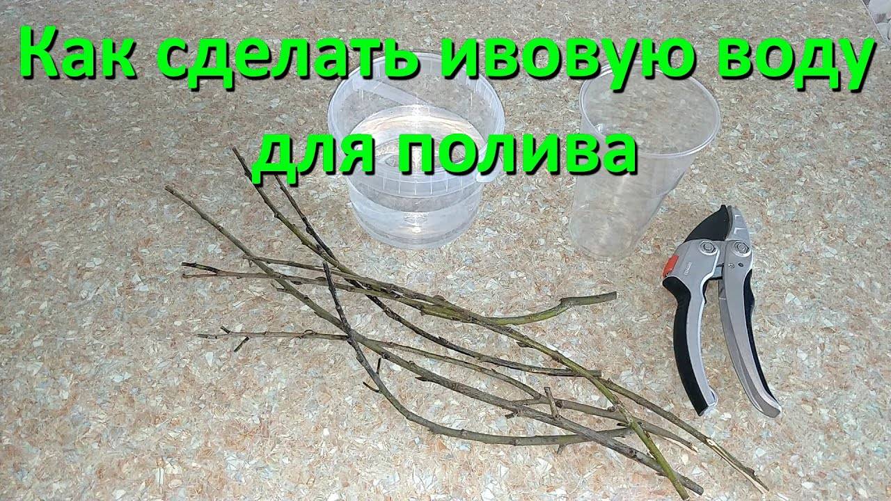 Как Сделать Ивовую Воду Для Полива И Укоренения Черенков И Растений