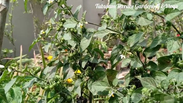peelu /macko /peelak plant health benefits Arq e mako makoi plant k faidy benefits of solanum nigra смотреть онлайн