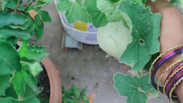 #seedlingtoharvest#muskmelon//ఖర్భూజని ఎలా పెంచుకోవాలో//విత్తనాలు వేసే దగ్గర నుండి హార్వెస్ట్ వరకు. смотреть онлайн