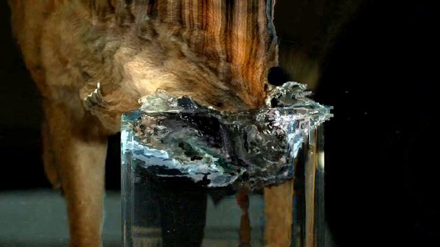 Dog Drinking Water - P frame replication, Data Moshed effect using avidemux hd 2022 1920x1080 смотреть онлайн