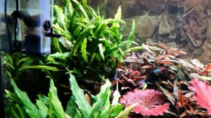 Аквариумный обзор 160л, 180л, 160л, 300л, 600л, тепличек за март 2024г.