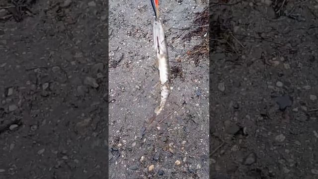 Голодный щуренок схватил маленький воблерок #щука #щуканавоблер #спиннинг смотреть онлайн