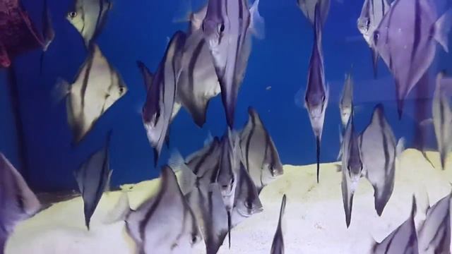 Монодактилус темный (Monodactylus Sebae)