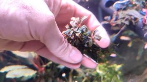 ПОЛОЧКА ДЛЯ БУЦЕФАЛАНДР