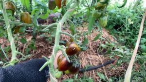 Томат "Атомный виноград Брэда" от Любови Мязиной и от Томаты Частных Коллекций