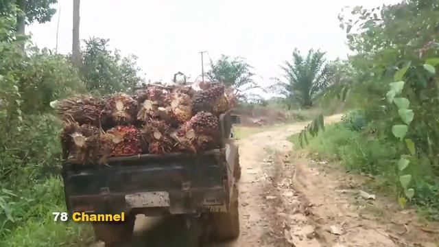 Taft Pickup Badak Muat Sawit 1,5 Ton - Old Pick Up Truck Hard Working смотреть онлайн