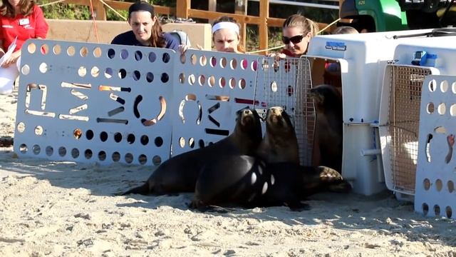 Dot GeorgiaMay Kneehigh Maui released by the Pacific Marine Mammal Center September 13 смотреть онлайн