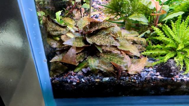 аквариумы с растениями обзор 160л, 180л, 160л,300л , 600л, теплички за ноябрь 2023 смотреть онлайн