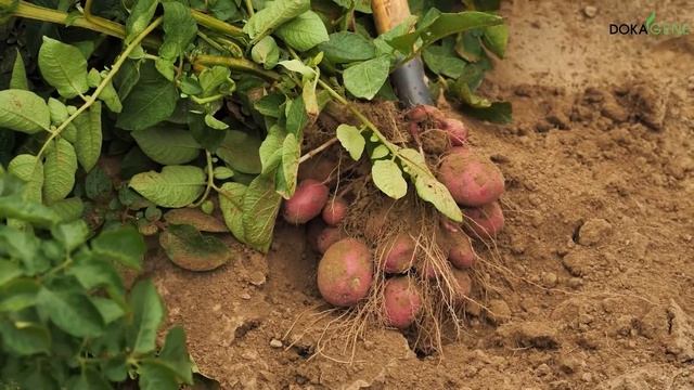 DokaGene сорт картофеля КАРМЕН смотреть онлайн