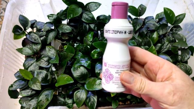 анубиасы в тепличке от а до я смотреть онлайн