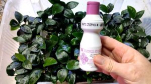 анубиасы в тепличке от а до я