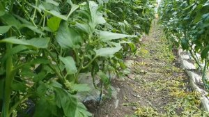 Овощи Растут. Томат Мей Шуай в два стебля.