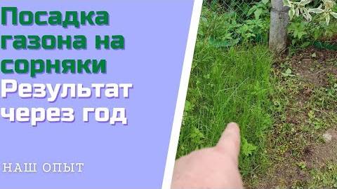 Посадка газона на сорняки Результат через год Газон против сорняков смотреть онлайн