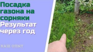 Посадка газона на сорняки Результат через год Газон против сорняков
