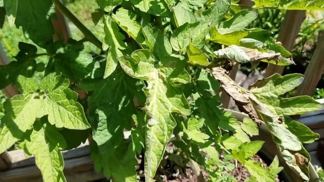 Tasmanian Chocolate Tomato Part 3: There's something wrong now! смотреть онлайн