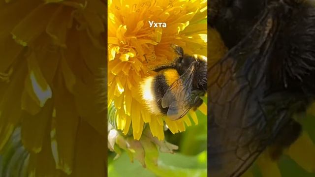 #Ухта …пчёлка-труженица…Республика Коми…2024