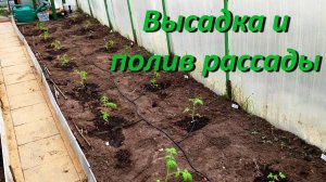 Когда Высаживать Рассаду Помидор В Теплицу Как Правильно Поливать