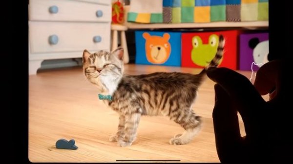 CUTE LITTLE KITTEN ADVENTURE - FUNNY KITTY & FRIENDS ADVENTUROUS JOURNEY CARTOON VIDEO