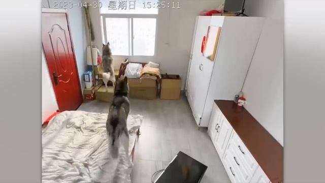 TOTAL IDIOTS AT WORK l Instant Regret Compilation 2024 part 65 смотреть онлайн