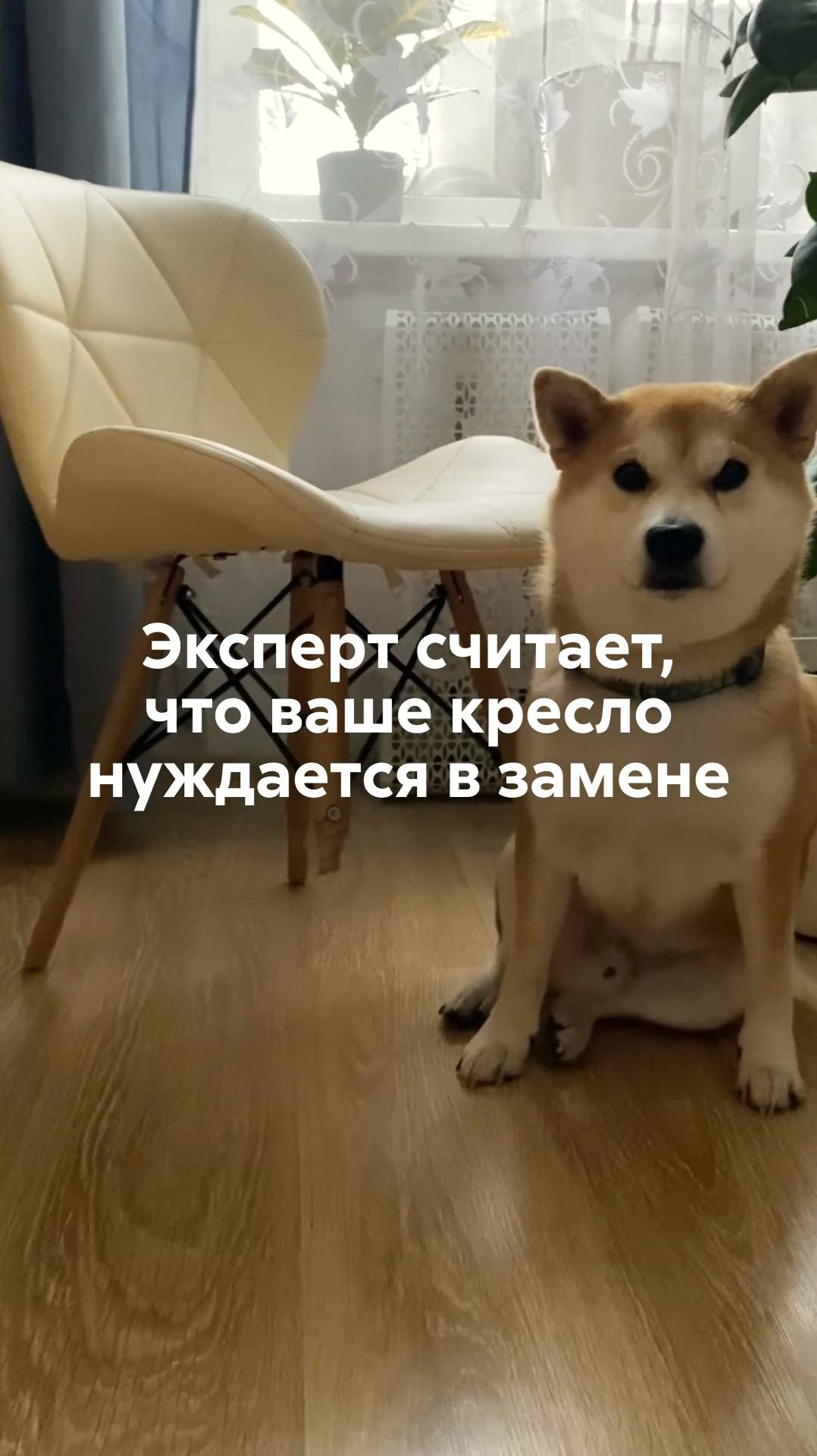 Ваш стул не прошел тест-драйв — эксперты рекомендуют купить новое кресло. смотреть онлайн