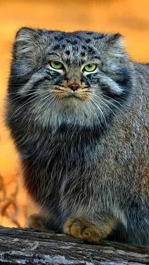 scene_output.mp4 смотреть онлайн