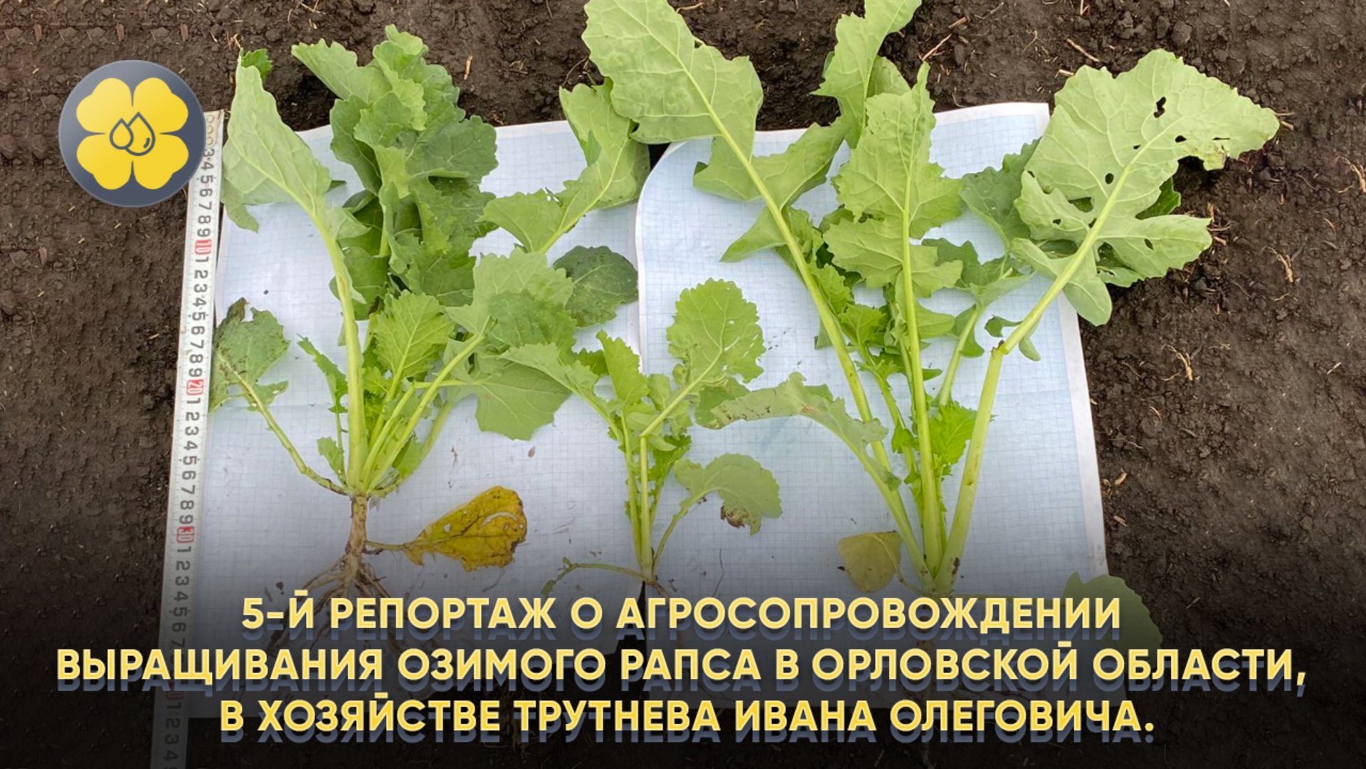 5-й репортаж о агросопровождении выращивания озимого рапса в Орловской обл., в хоз. Трутнева О. И. смотреть онлайн