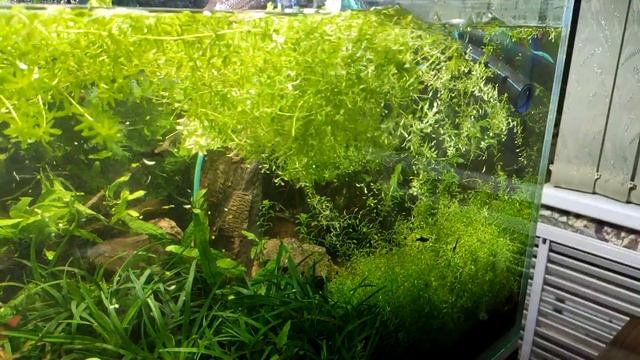Аквариум с растениями 600л, прополка, стрижка смотреть онлайн