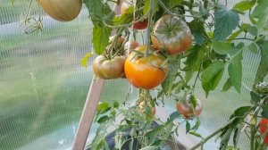 Сорт томата Фиолетовое сердце 01.09.23