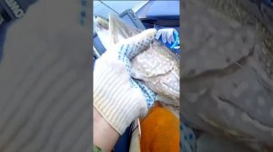 Крутой воблер, крупная щука #рыбалка #щука #твичинг