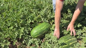 Арбуз Мелания F1, эталон вкуса! 4 июля 2024 год.