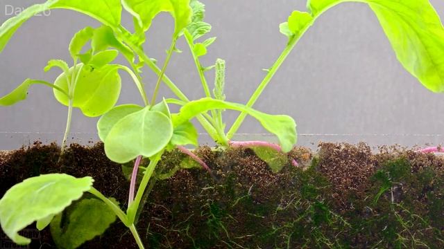 Growing Radish from Seed 🌱 50 days Time Lapse | Soil cross section смотреть онлайн
