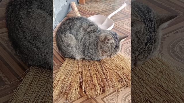 Милая кошка баст смотреть онлайн